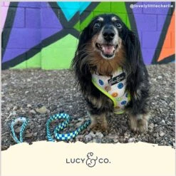 Lucy & Co. The Have A Nice Day Reversible Dog Harness, Blue 10 Lucy & Co. The Have A Nice Day Reversible Dog Harness, Blue -PetSafe Kong Shop 923062 PT4. AC SS1800 V1693511076