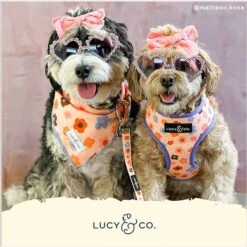 Lucy & Co. The Let's Groove Reversible Dog Harness, Coral -PetSafe Kong Shop 923342 PT4. AC SS1800 V1693510123