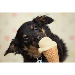 Goody Box Birthday Dog Toys & Treats & Pooch Creamery Peanut Butter Flavor Ice Cream Mix Dog Treat, 5.25-oz Cup 17 Goody Box Birthday Dog Toys & Treats & Pooch Creamery Peanut Butter Flavor Ice Cream Mix Dog Treat, 5.25-oz Cup -PetSafe Kong Shop 933310 PT8. AC SS1800 V1692304037