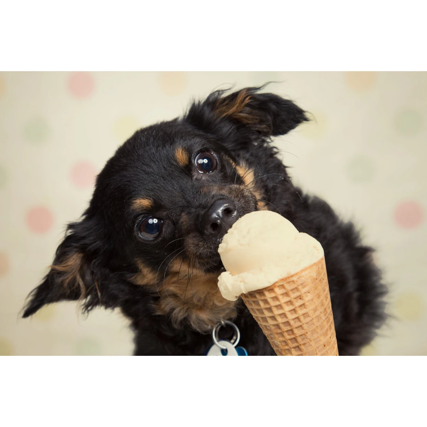 Goody Box Birthday Dog Toys & Treats & Pooch Creamery Peanut Butter Flavor Ice Cream Mix Dog Treat, 5.25-oz Cup 9 Goody Box Birthday Dog Toys & Treats & Pooch Creamery Peanut Butter Flavor Ice Cream Mix Dog Treat, 5.25-oz Cup - Image 9