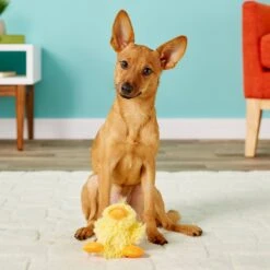 KONG Plush Teddy Bear Dog Toy & KONG Plush Duck Dog Toy -PetSafe Kong Shop 933414 PT8. AC SS1800 V1692304429