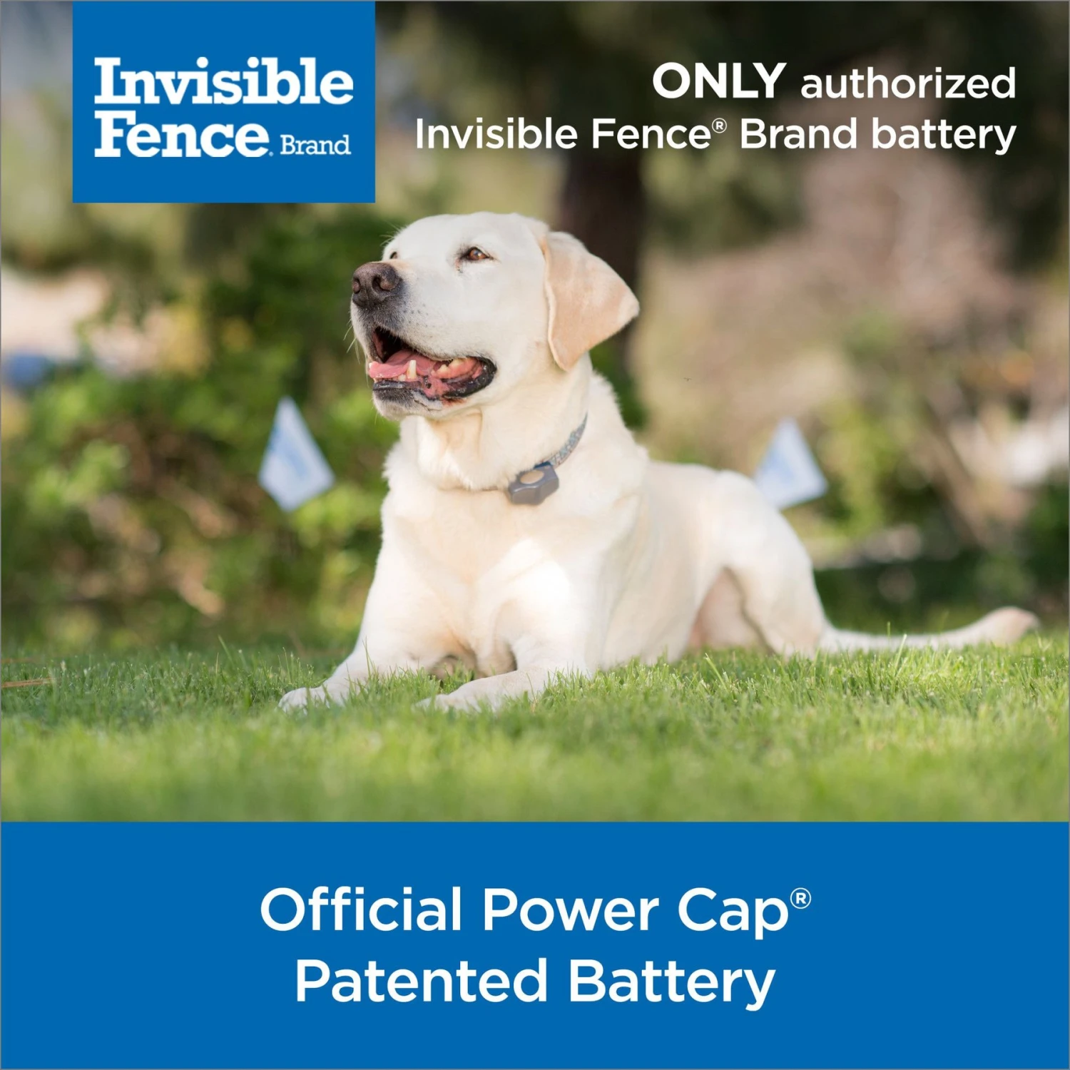 PetSafe Single Invisible Fence Battery 2 PetSafe Single Invisible Fence Battery - Image 2