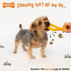 Nylabone Creative Play Tuug Dog Toy -PetSafe Kong Shop 940646 PT1. AC SS1800 V1692280401
