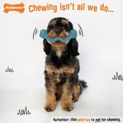 Nylabone Creative Play Springa Pull Dog Toy -PetSafe Kong Shop 940694 PT2. AC SS1800 V1692280372