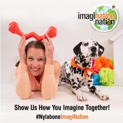 Nylabone Creative Play Springa Pull Dog Toy -PetSafe Kong Shop 940694 PT7. AC SS1800 V1692280869