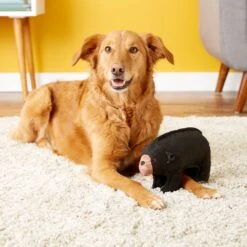 Tuffy's Zoo Bear Plush Dog Toy 8 Tuffy's Zoo Bear Plush Dog Toy -PetSafe Kong Shop 94082 PT3. AC SS1800 V1589561225