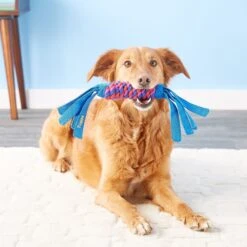 KONG Wubba Classic Dog Toy, Color Varies & KONG Tugga Wubba Dog Toy, Color Varies -PetSafe Kong Shop 947390 PT8. AC SS1800 V1693924204