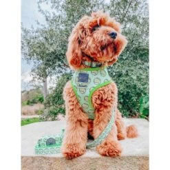 Sassy Woof Reversible Dog Harness, Serving Up Sass, Yellow -PetSafe Kong Shop 954982 PT2. AC SS1800 V1694120034