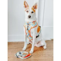 Sassy Woof Reversible Dog Harness, Must Be The Honey, Orange -PetSafe Kong Shop 955110 PT2. AC SS1800 V1694120316