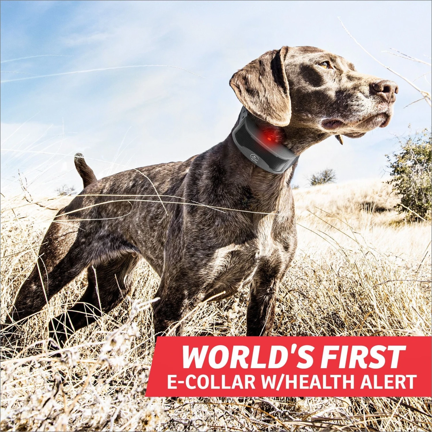 SportDOG FieldSentinel 825 Remote Training Dog Collar, Black 2 SportDOG FieldSentinel 825 Remote Training Dog Collar, Black - Image 2