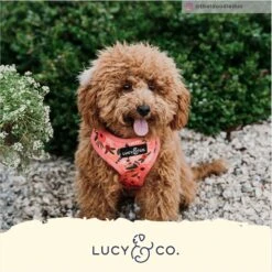 Lucy & Co. The Posy Pink Dog Leash, Pink, Small: 5-ft Long, 3/5-in Wide -PetSafe Kong Shop 961494 PT4. AC SS1800 V1695750309