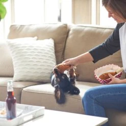 Frisco Corndog Interactive Plush Squeaky Dog Toy & Frisco Guacamole Hide & Seek Puzzle Plush Squeaky Dog Toy -PetSafe Kong Shop 962086 PT3. AC SS1800 V1694782979