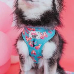 Sassy Woof On A Roll Dog Harness, Blue -PetSafe Kong Shop 981846 PT2. AC SS1800 V1698345275