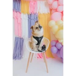 Sassy Woof Friends Dog Harness & Leash, Black -PetSafe Kong Shop 981966 PT3. AC SS1800 V1698342895