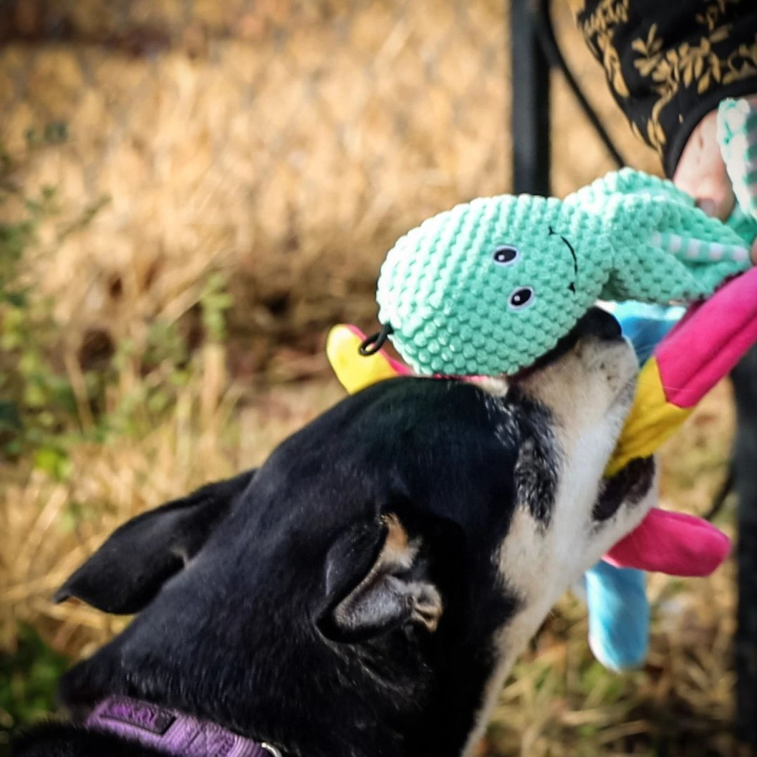 Pet Fit For Life Squeaky Plush Dog Toy For Alligator Wand, 3 Count 4 Pet Fit For Life Squeaky Plush Dog Toy For Alligator Wand, 3 Count - Image 4