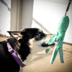 Pet Fit For Life Squeaky Plush Dog Toy For Alligator Wand, 3 Count 15 Pet Fit For Life Squeaky Plush Dog Toy For Alligator Wand, 3 Count -PetSafe Kong Shop 987270 PT7. AC SS1800 V1699648333