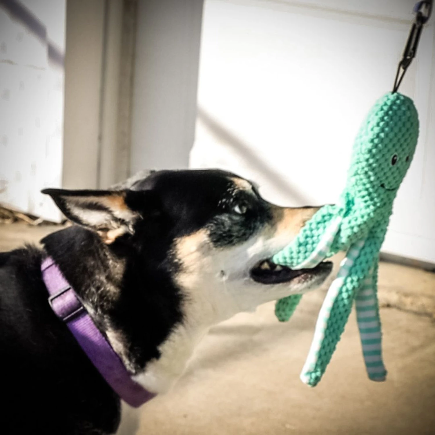 Pet Fit For Life Squeaky Plush Dog Toy For Alligator Wand, 3 Count 8 Pet Fit For Life Squeaky Plush Dog Toy For Alligator Wand, 3 Count - Image 8