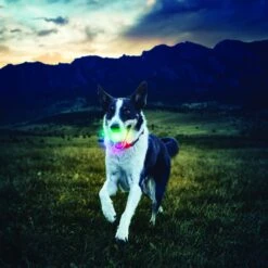 Nite Ize GlowStreak LED Ball Dog Toy 11 Nite Ize GlowStreak LED Ball Dog Toy -PetSafe Kong Shop 99572 PT4. AC SS1800 V1518637903