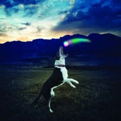 Nite Ize GlowStreak LED Ball Dog Toy 12 Nite Ize GlowStreak LED Ball Dog Toy -PetSafe Kong Shop 99572 PT5. AC SS1800 V1518637909