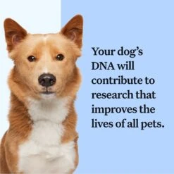 Wisdom Panel Breed Discovery Breed Identification DNA Test For Dogs -PetSafe Kong Shop 99678 PT5. AC SS1800 V1679065376