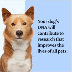 Wisdom Panel Breed Discovery Breed Identification DNA Test For Dogs -PetSafe Kong Shop 99678 PT6. AC SS1800 V1679065375